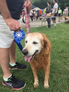 15 year old Lucy, winner of Best Big Dog